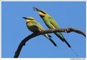 Wildlife Rainbow-Bee-eaters